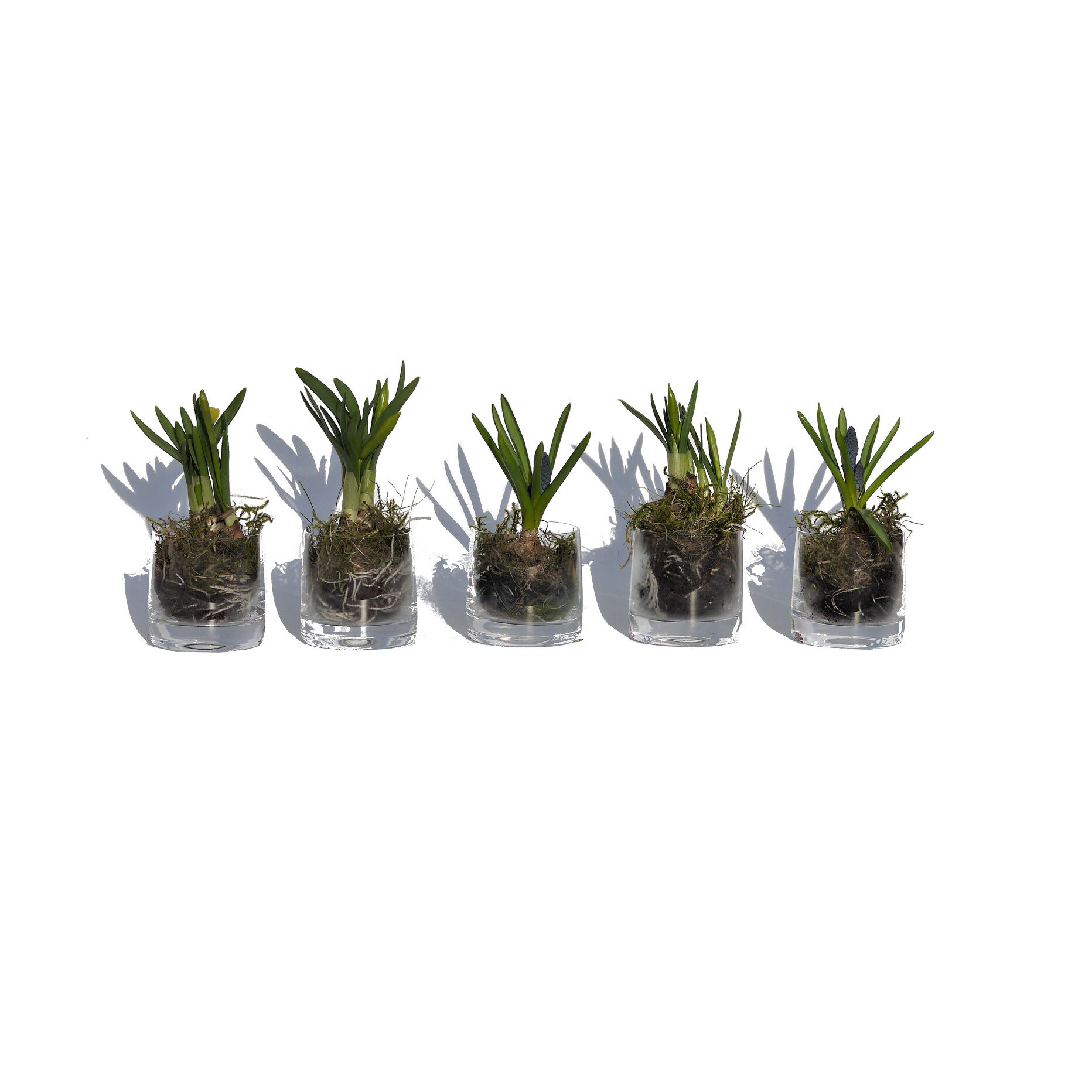 3fa9271f1117c8413a36b328856d3b113f736dbe_MS_0000724_image_1_P1040288___Copy___Copy Glasschale für Snacks, Blumen oder Humos - 5er Set